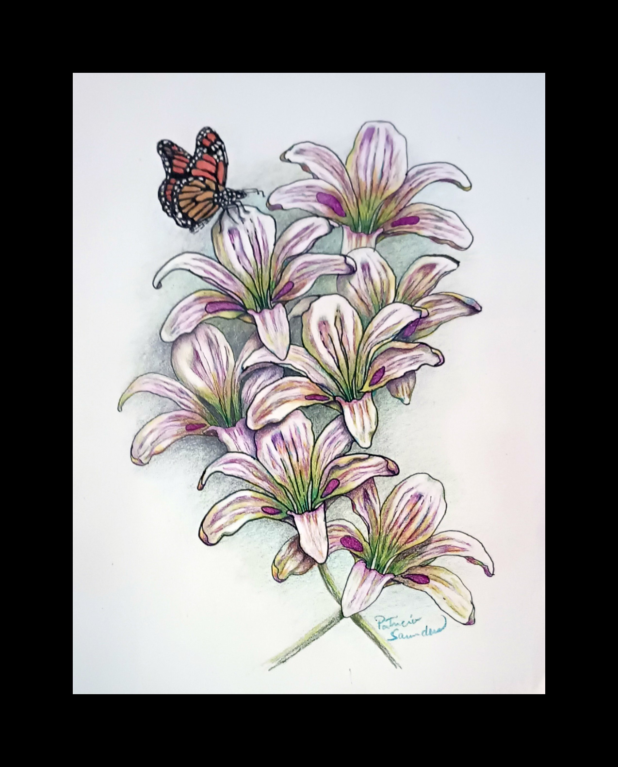 Butterfly’s Lillies