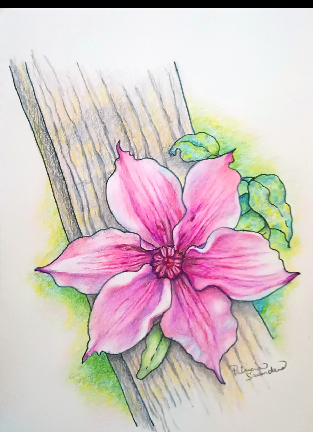 Pink Clematis